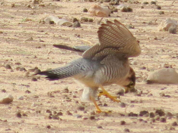 Image of Falco chicquera horsbrughi Gunning & Roberts 1911