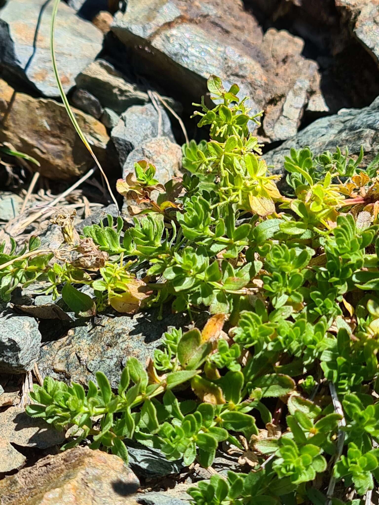 Image of Cruciata valentinae (Galushko) Galushko