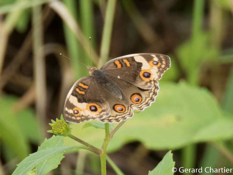 Image of Junonia orithya ocyale Hübner (1816)