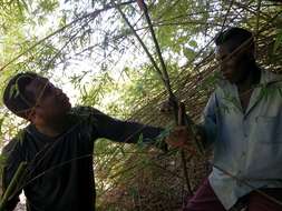 Image of hedge bamboo