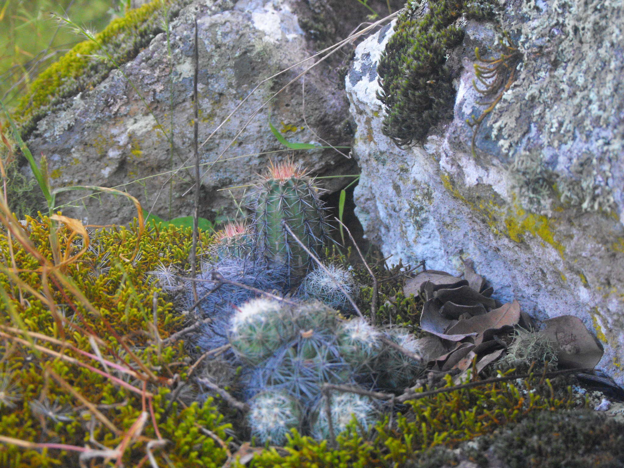 Image of Echinocereus salm-dyckianus Scheer