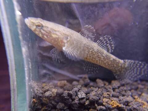 Image of Brown Spinecheek Gudgeon