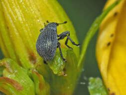 Image of Pseudoperapion brevirostre (Herbst 1797)