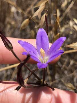 Sivun Brodiaea santarosae T. J. Chester, W. P. Armstr. & Madore kuva