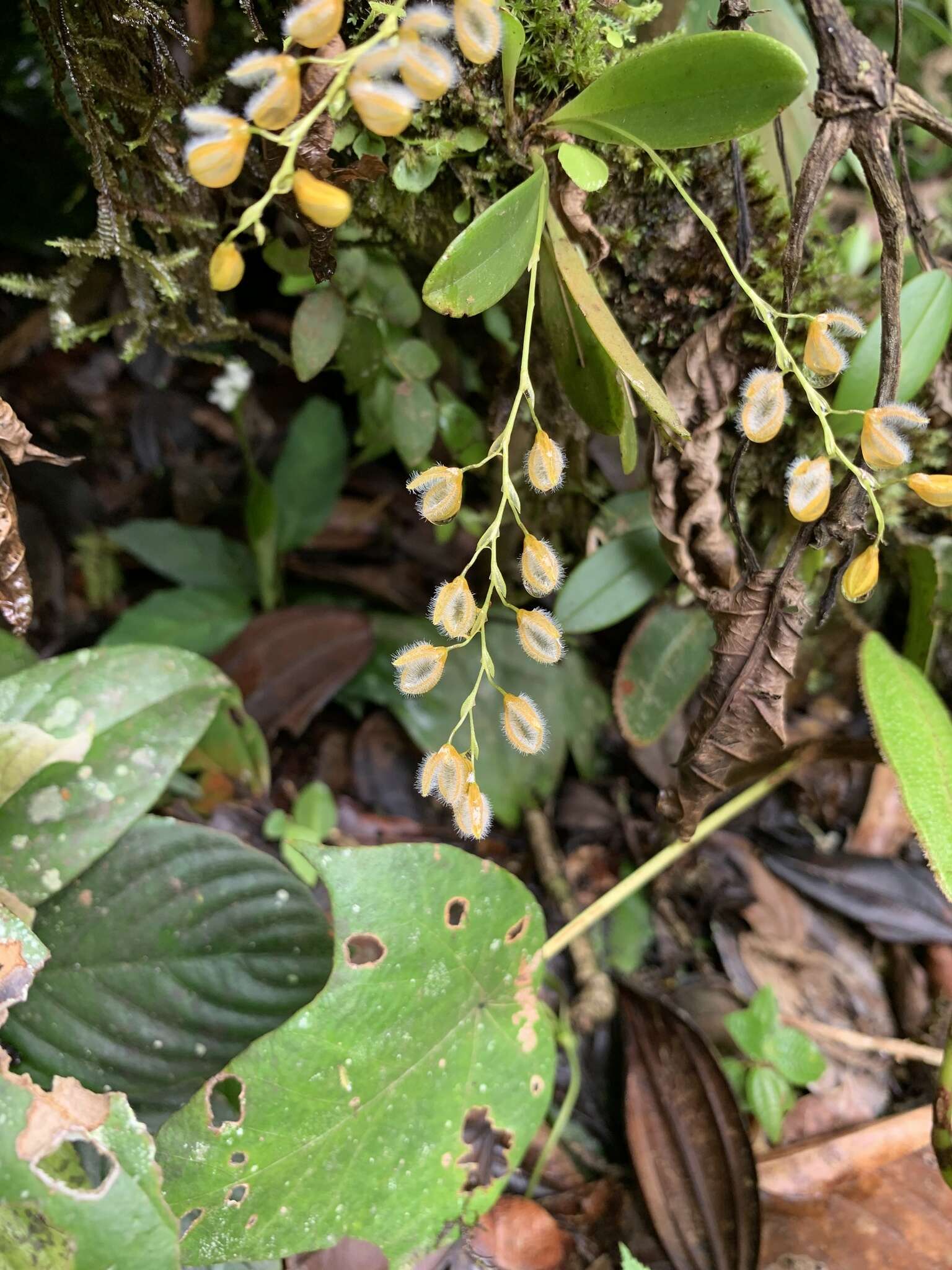 Image of Stelis pilosa Pridgeon & M. W. Chase