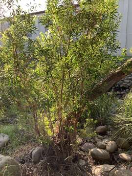 Sivun Callistemon lanceolatus (Sm.) Sweet kuva