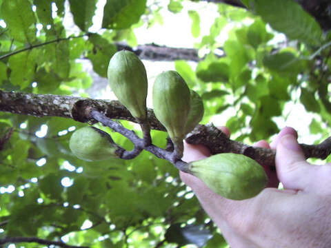 Image of Native Cedar Kohekohe