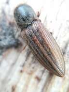 Image of Lined Click Beetle