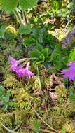 Image of Primula clusiana Tausch