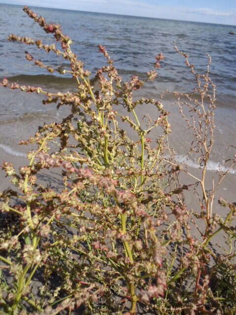 Image of Grass-leaved orache