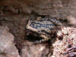 Image of Deli Little Pygmy Frog