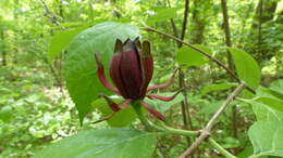 Image of eastern sweetshrub