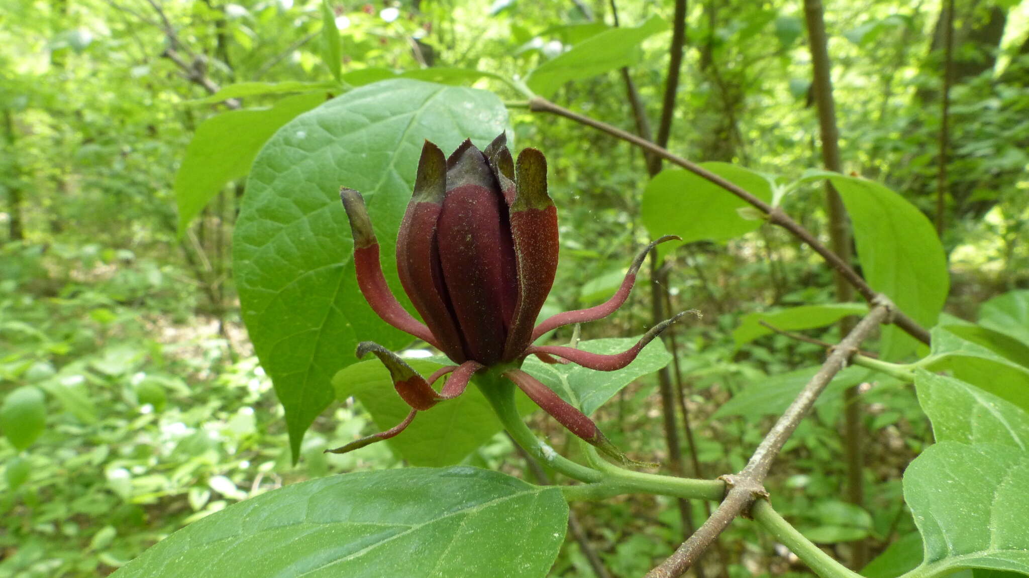 Image de Calycanthus floridus var. glaucus (Willd.) Torr. & A. Gray