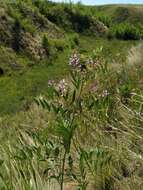 Image of cultivated licorice