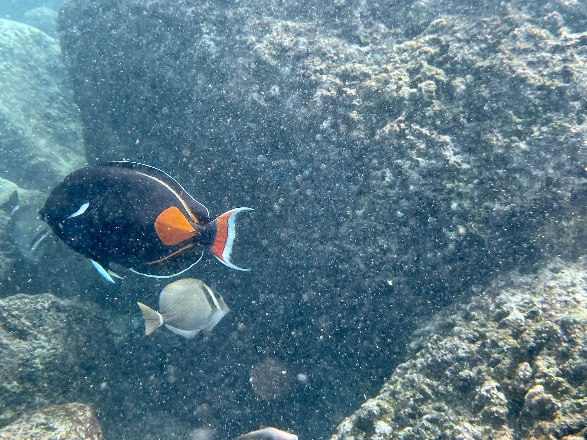 Image of Achilles Tang