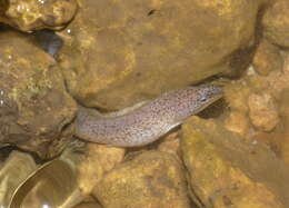 Image of Shortfin snake moray