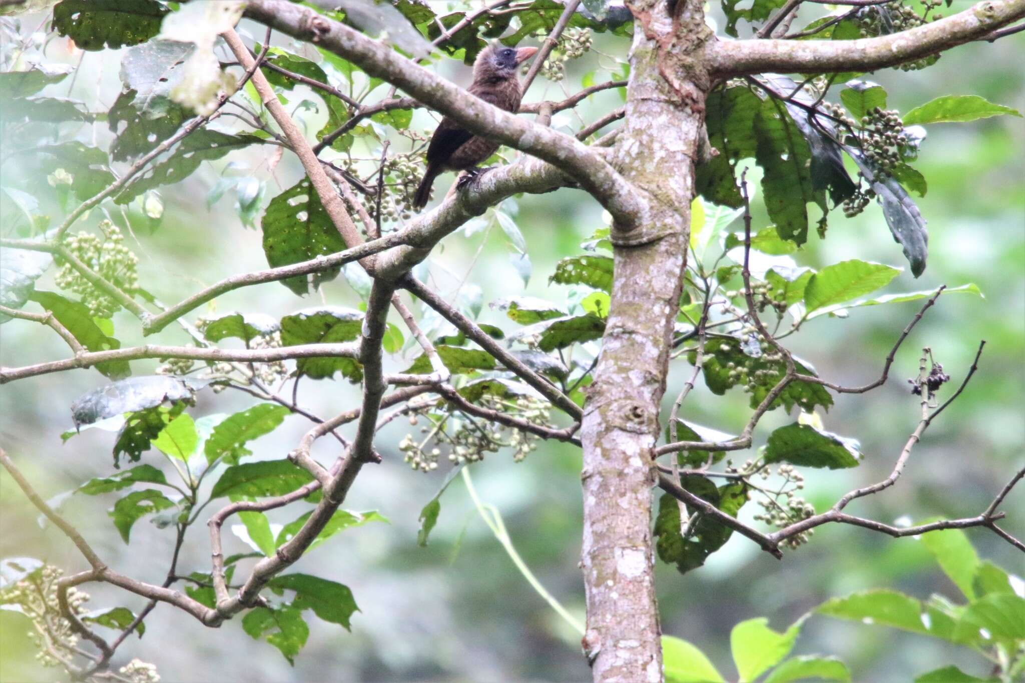 Image of Naked-faced Barbet