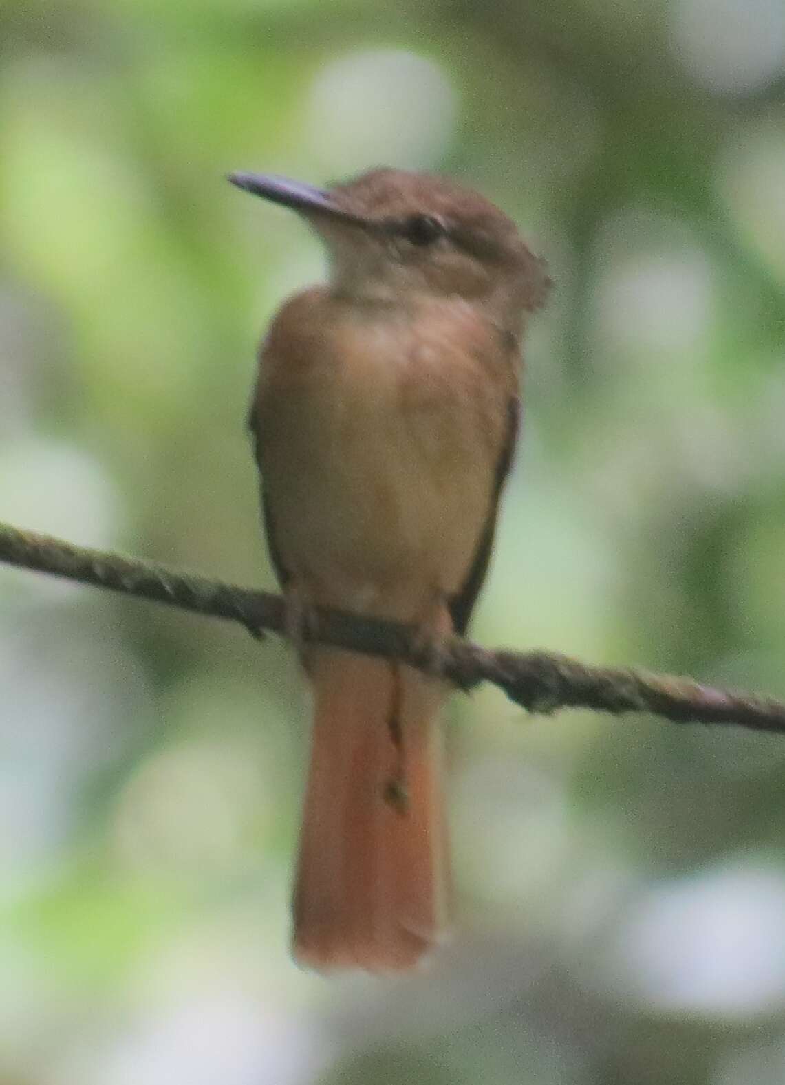 Image of royal flycatcher