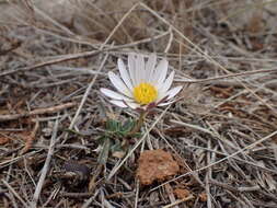 Image of White Dimorphotheca