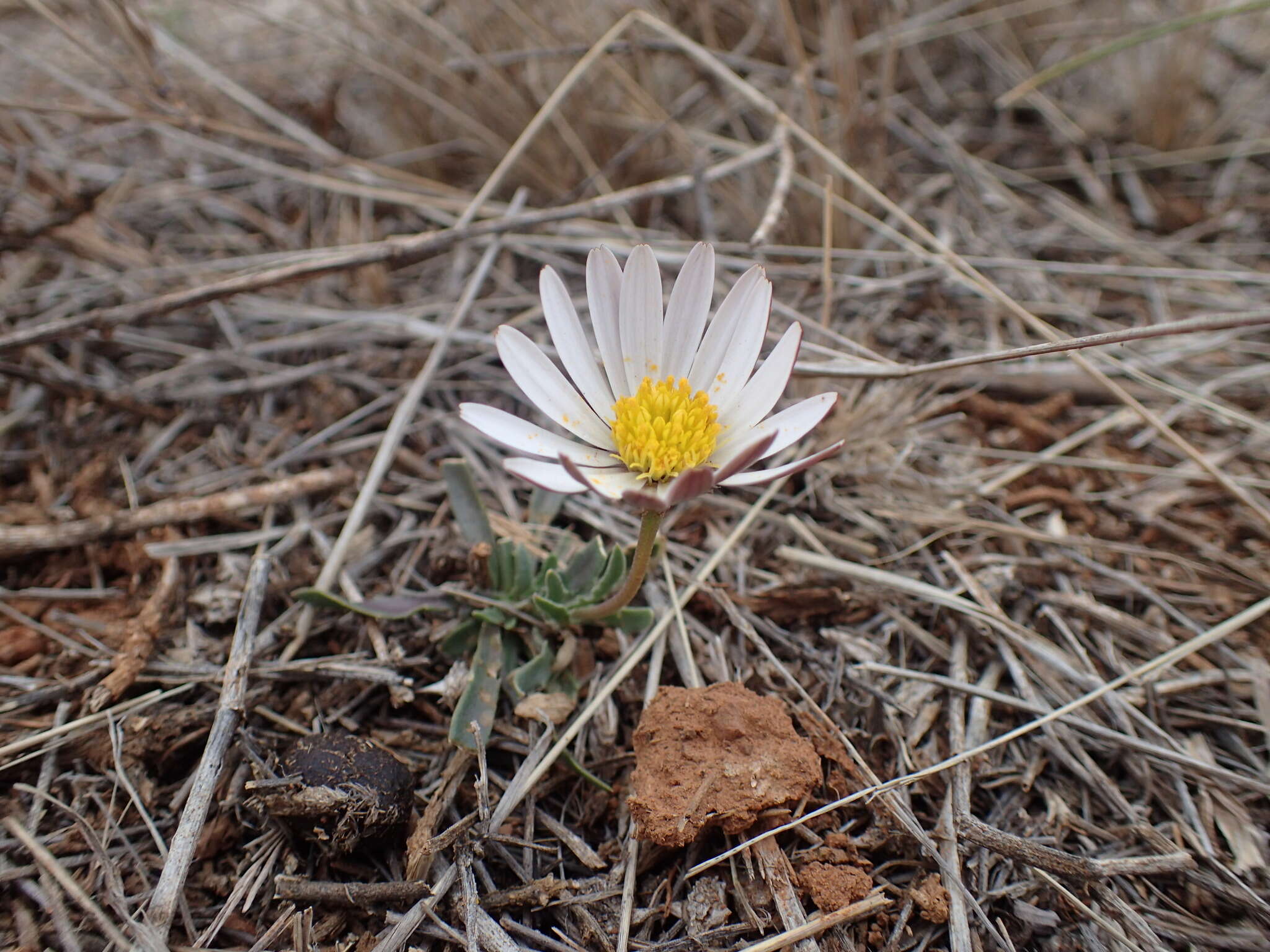 Image of White Dimorphotheca