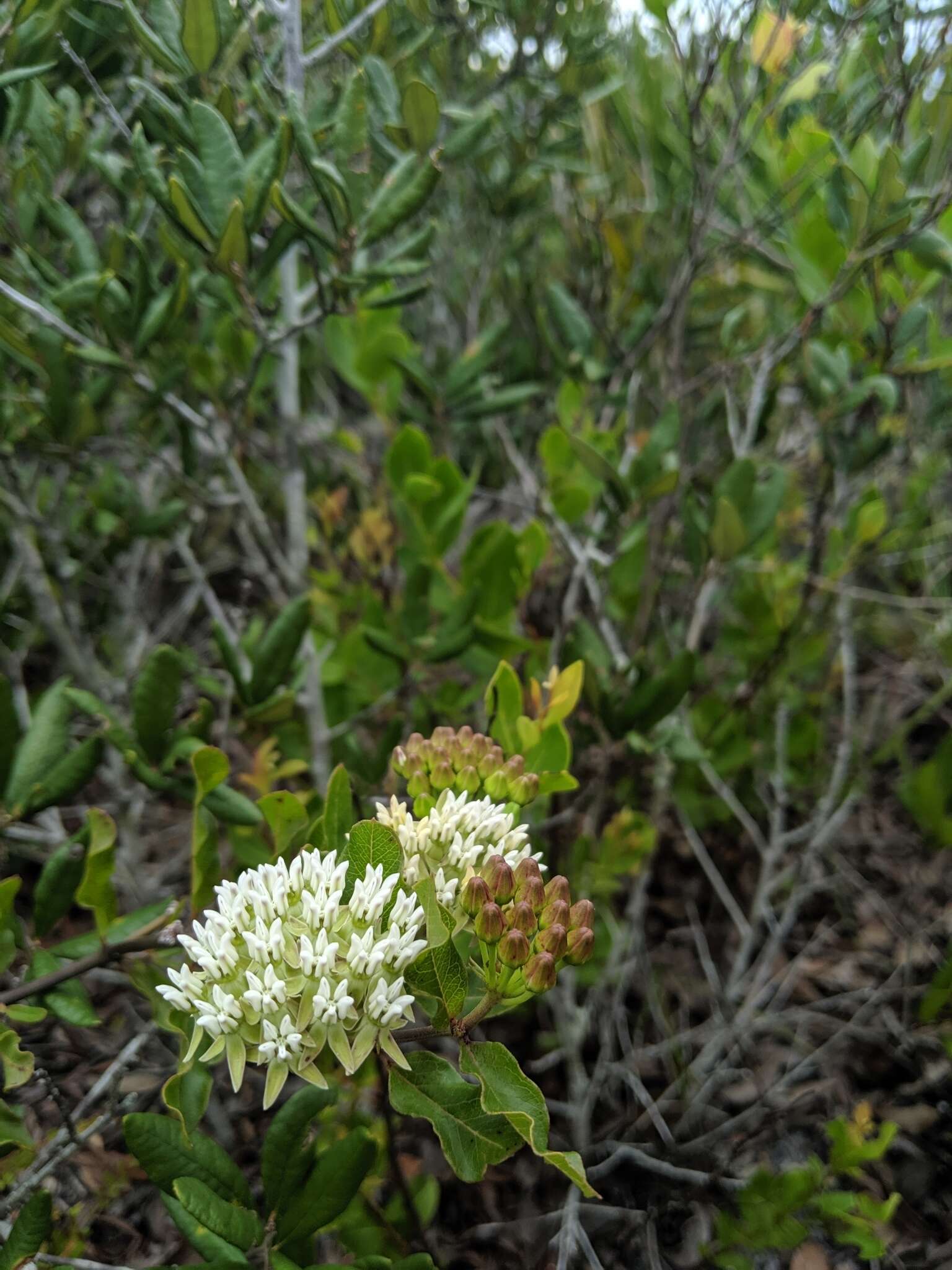 Sivun Asclepias curtissii A. Gray kuva