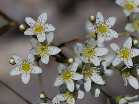 Imagem de Saxifraga hostii subsp. hostii