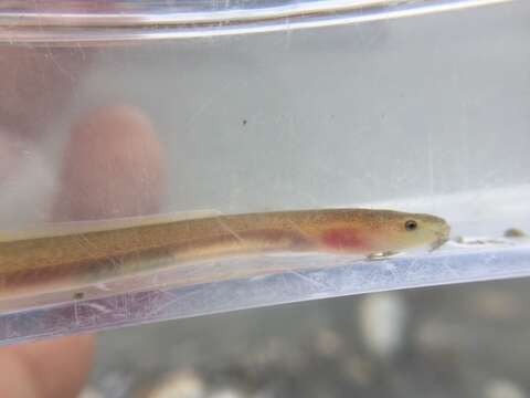 Image of Giant Long-finned Eel