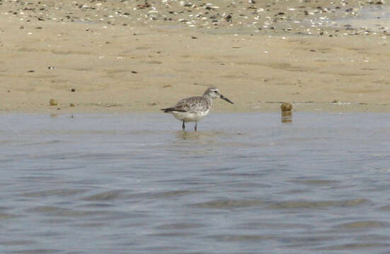 Image of Great Knot