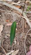 Image of Bonnet orchid