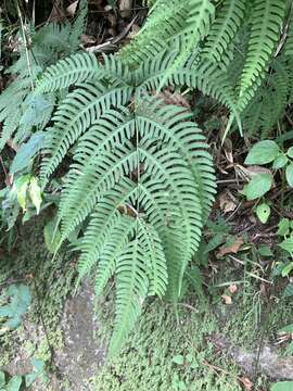 Sivun Pteris arisanensis Tag. kuva