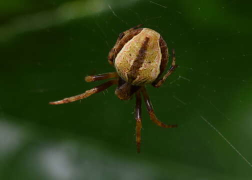 Image of Salsa brisbanae (L. Koch 1867)