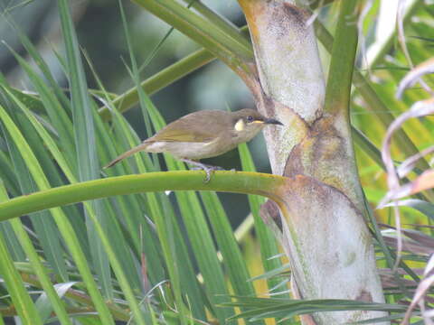 Image of Cryptic Honeyeater