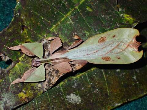 Image of Pulchriphyllium abdulfatahi (Seow-Choen 2017)