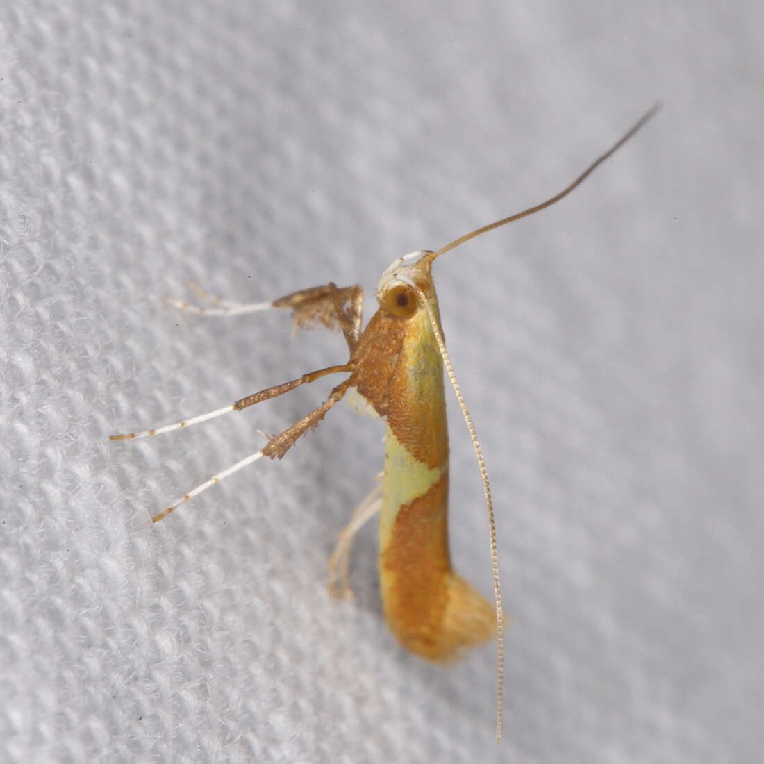 Image of Caloptilia packardella (Chambers 1872)