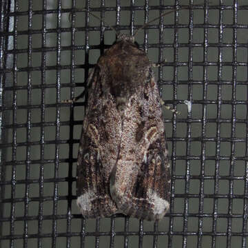 Image of Fall Armyworm Moth