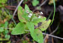 Stevia tomentosa Kunth resmi