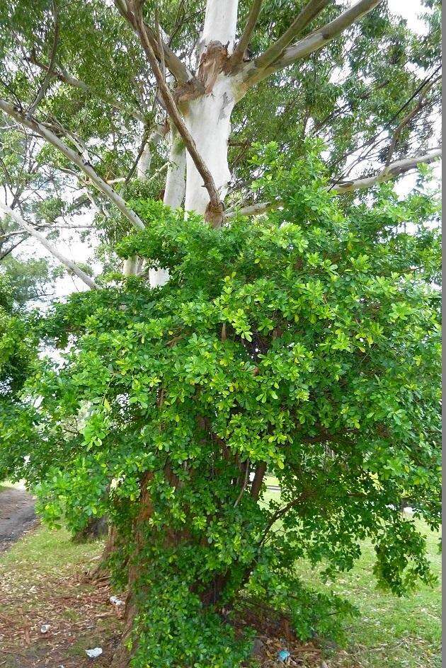 Ficus natalensis subsp. natalensis的圖片