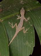 Image of Veronica's  Anole