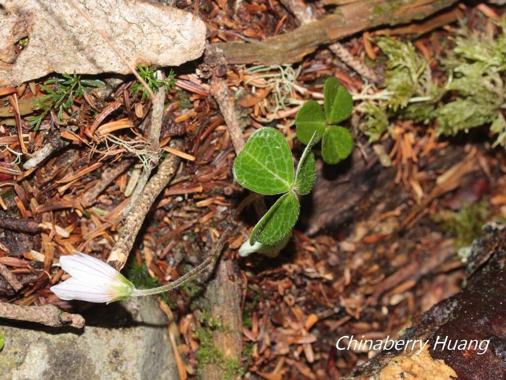 Image of Oxalis griffithii subsp. taimonii