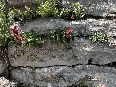 Image of alumroot brookfoam