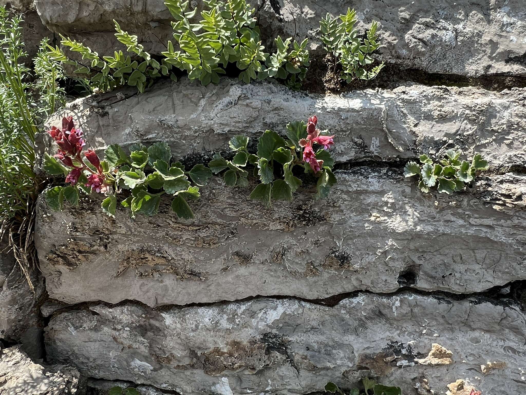 Sivun Boykinia heucheriformis (Rydb.) Rosend. kuva