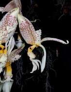 Image of Stanhopea oculata (Lodd.) Lindl.