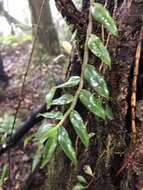 Image of Chameleon Dendrobium