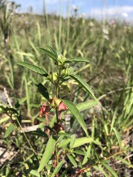 Image of hispid false mallow