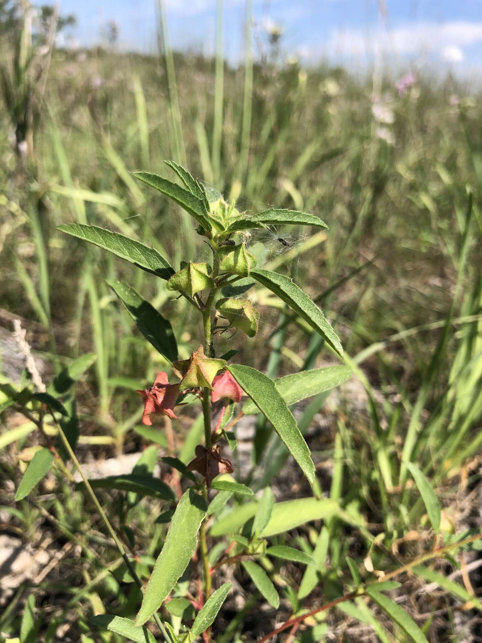 Слика од Malvastrum hispidum (Pursh) Hochr.