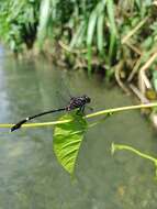 Image of Phyllogomphoides pugnifer Donnelly 1979