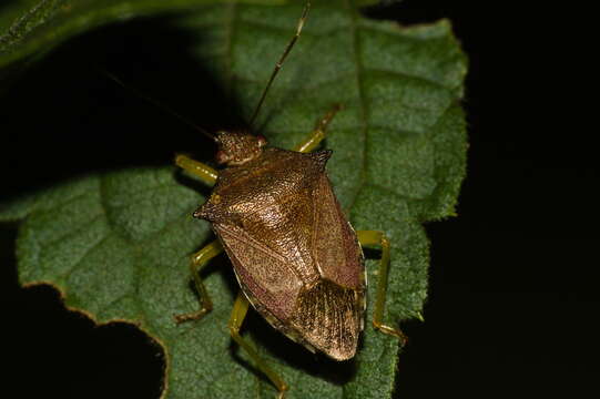 Image of Podisus (Podisus) fuscescens (Dallas 1851)