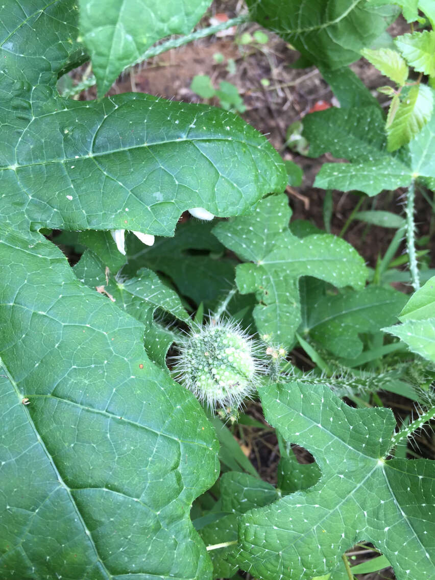 Image of Texas bullnettle