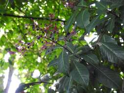 Sivun Fuchsia paniculata Lindl. kuva