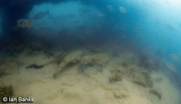 Image of Dusky Flathead